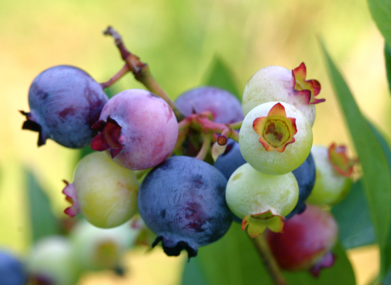 Blueberries and Dementia
