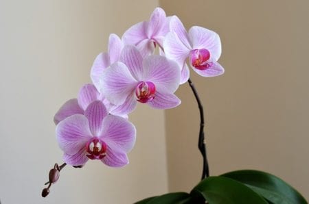 orchid at home