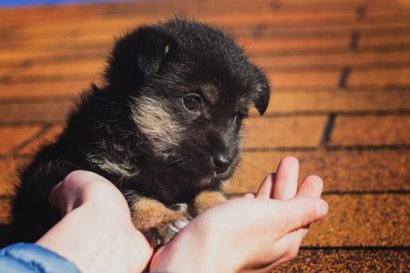 5 Happiness Lessons We Can All Learn From Dogs